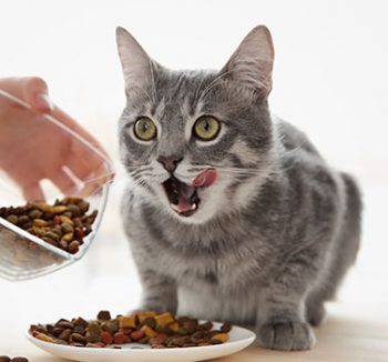 Alimento para Gatos